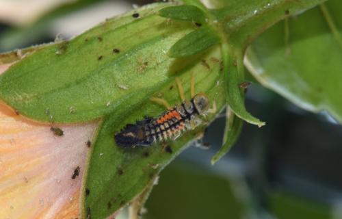 Harmonia axyridis