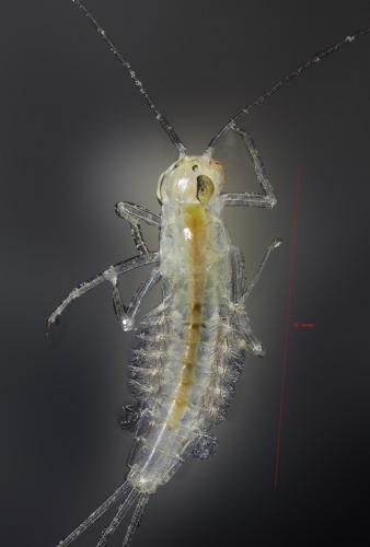 Réf. 238 702 : Cloeon dipterum
