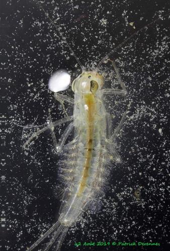 Cloeon dipterum