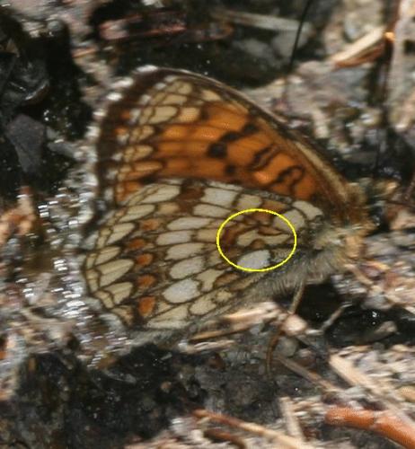 Melitaea sp.