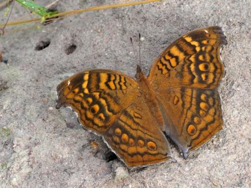 Junonia chorimene