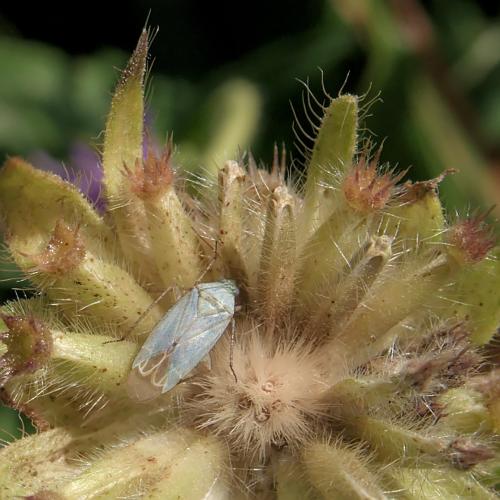 Réf. 238 675 : Placochilus seladonicus