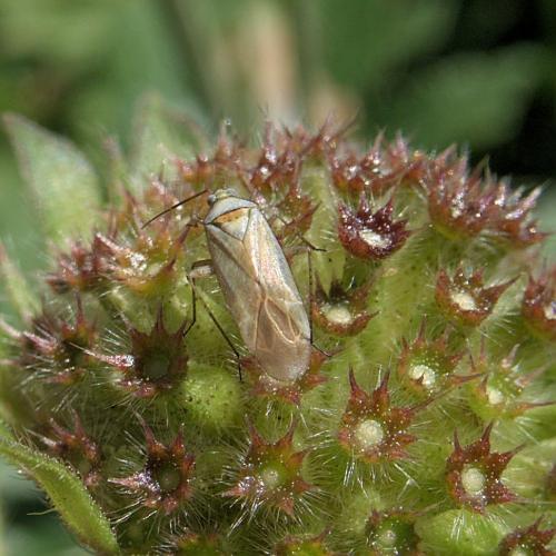 Réf. 238 676 : Placochilus seladonicus