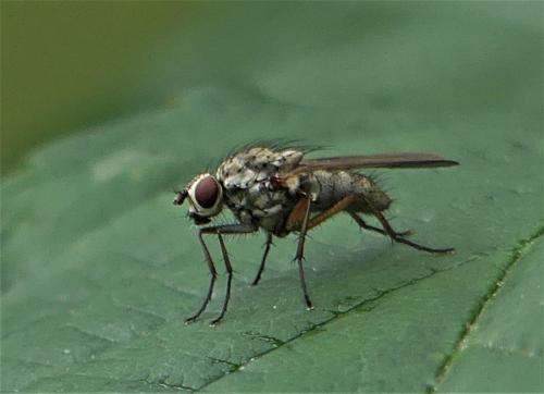 Hylemya vagans