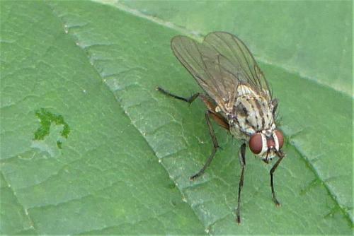 Hylemya vagans