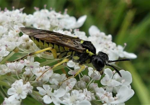 Réf. 238 663 : Tenthredo arcuata