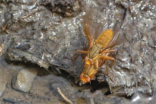 Scathophaga scybalaria