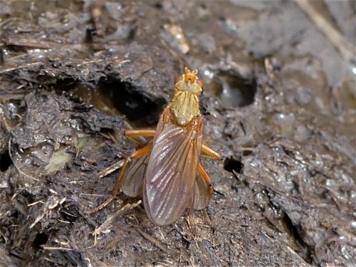 Réf. 238 713 : Scathophaga scybalaria