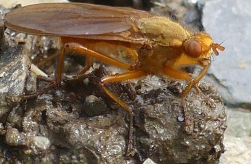 Réf. 238 710 : Scathophaga scybalaria