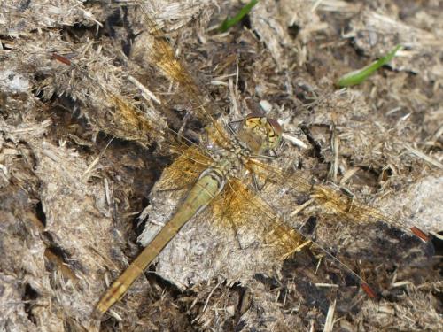 Sympetrum flaveolum