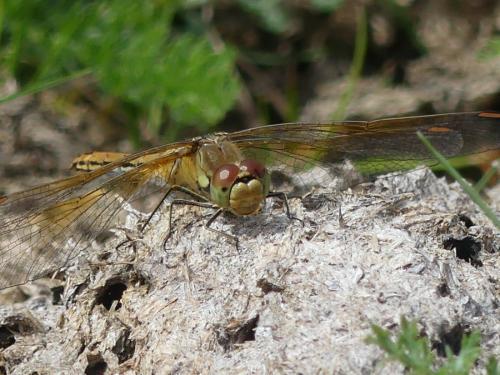 Sympetrum flaveolum