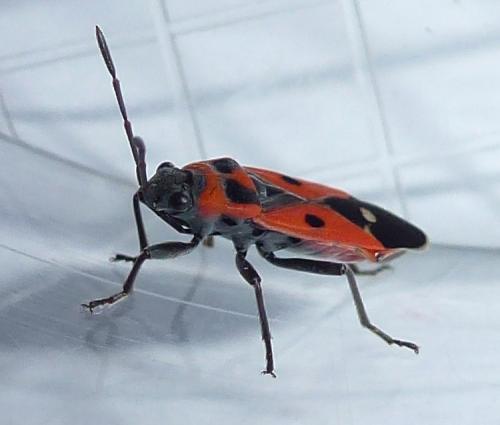 Melanocoryphus albomaculatus