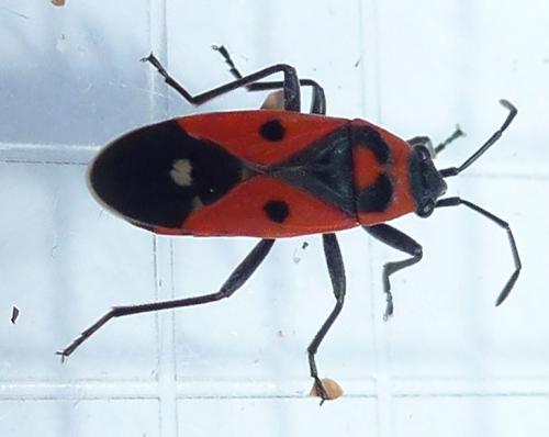 Melanocoryphus albomaculatus