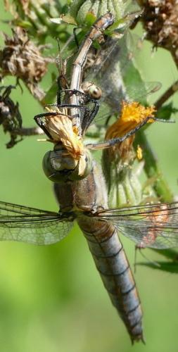 Réf. 238 796 : Orthetrum cancellatum