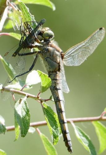 Réf. 238 797 : Orthetrum cancellatum