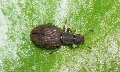 Réf. 238 952 : Cartodere bifasciata