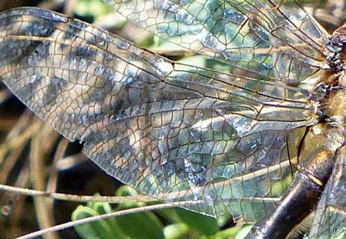 Cordulia aenea