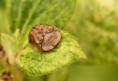 Réf. 238 075 : Cassidinae inconnu