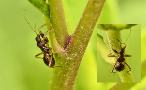 Himacerus mirmicoides