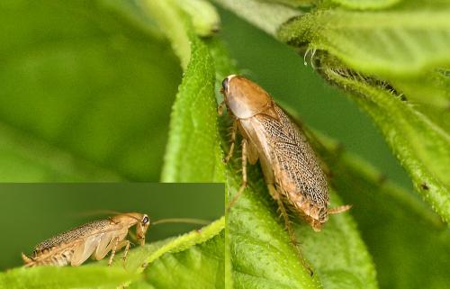 Planuncus vinzi