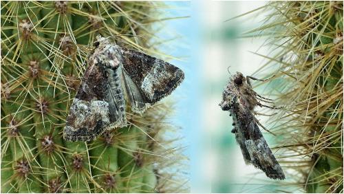 Réf. 238 641 : Mesoligia furuncula