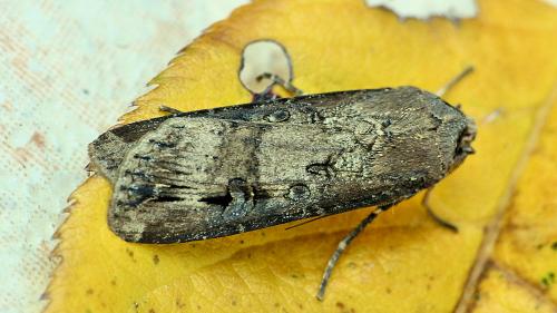 Réf. 238 943 : Agrotis ipsilon