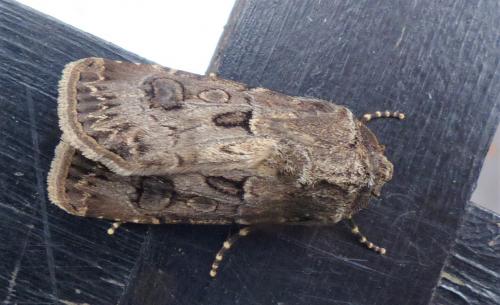 Réf. 238 104 : Agrotis bigramma