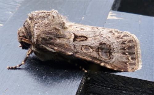 Réf. 238 103 : Agrotis bigramma