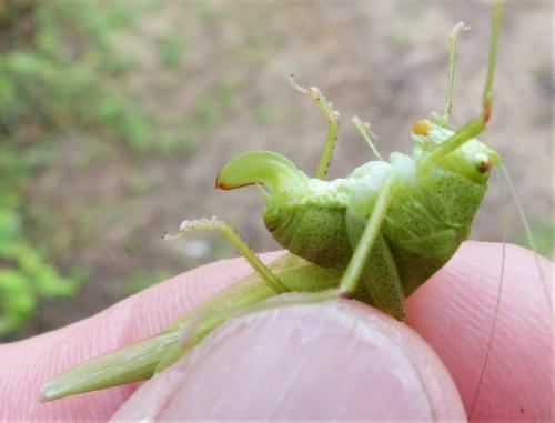 Phaneroptera sp.