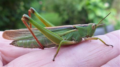 Paracinema tricolor bisignata
