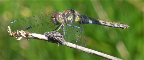 Sympetrum striolatum