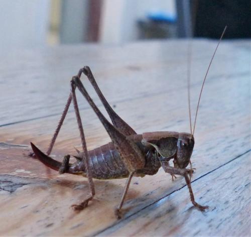 Pholidoptera griseoaptera