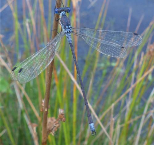 Lestes sponsa