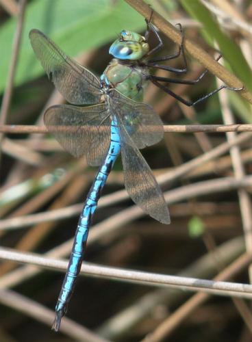 Anax imperator