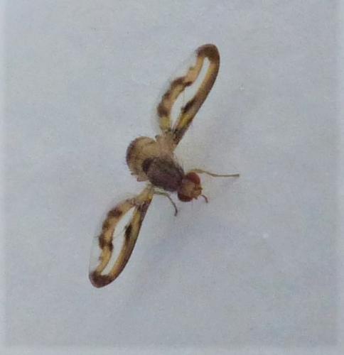 Toxoneura muliebris