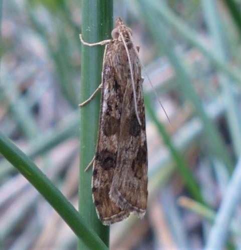 Nomophila noctuella