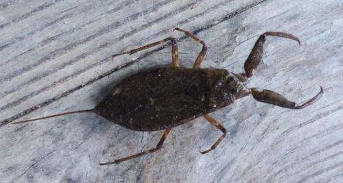 Réf. 238 922 : Nepa cinerea
