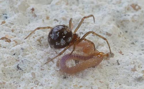 Réf. 238 205 : Steatoda triangulosa