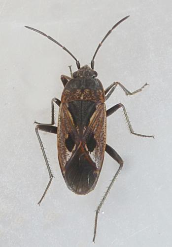 Rhyparochromus pini