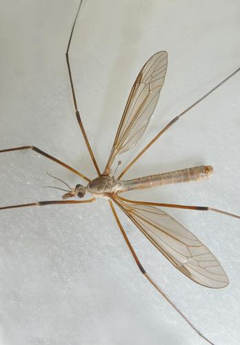 Tipula paludosa