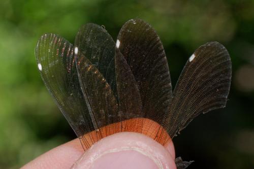 Calopteryx virgo