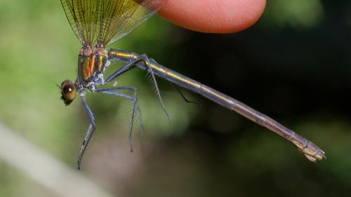 Calopteryx virgo