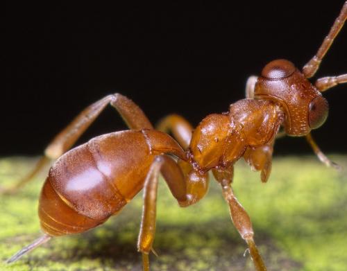Réf. 238 992 : Gelis rufogaster