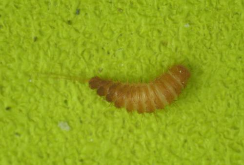 Reesa vespulae