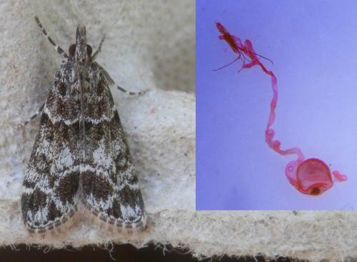 Eudonia mercurella