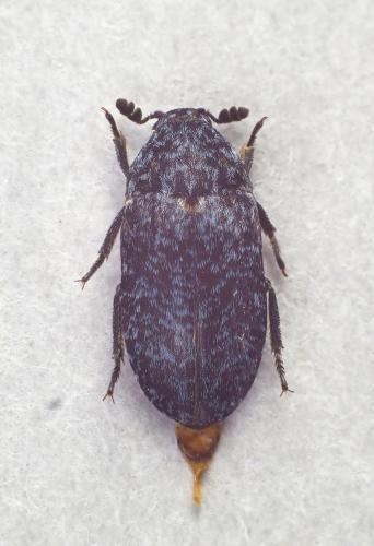 Dermestes murinus