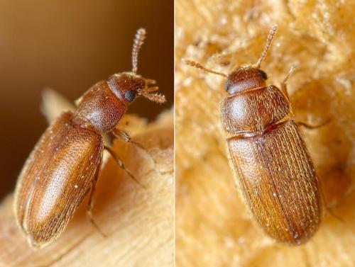 Typhaea stercorea