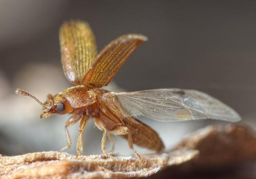 Réf. 238 326 : Typhaea stercorea