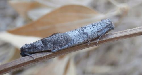 Penestoglossa dardoinella
