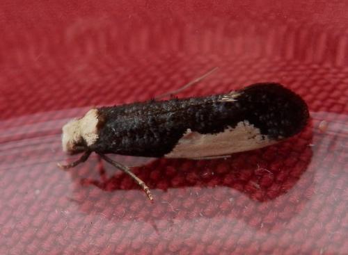 Réf. 238 060 : Monopis monachella
